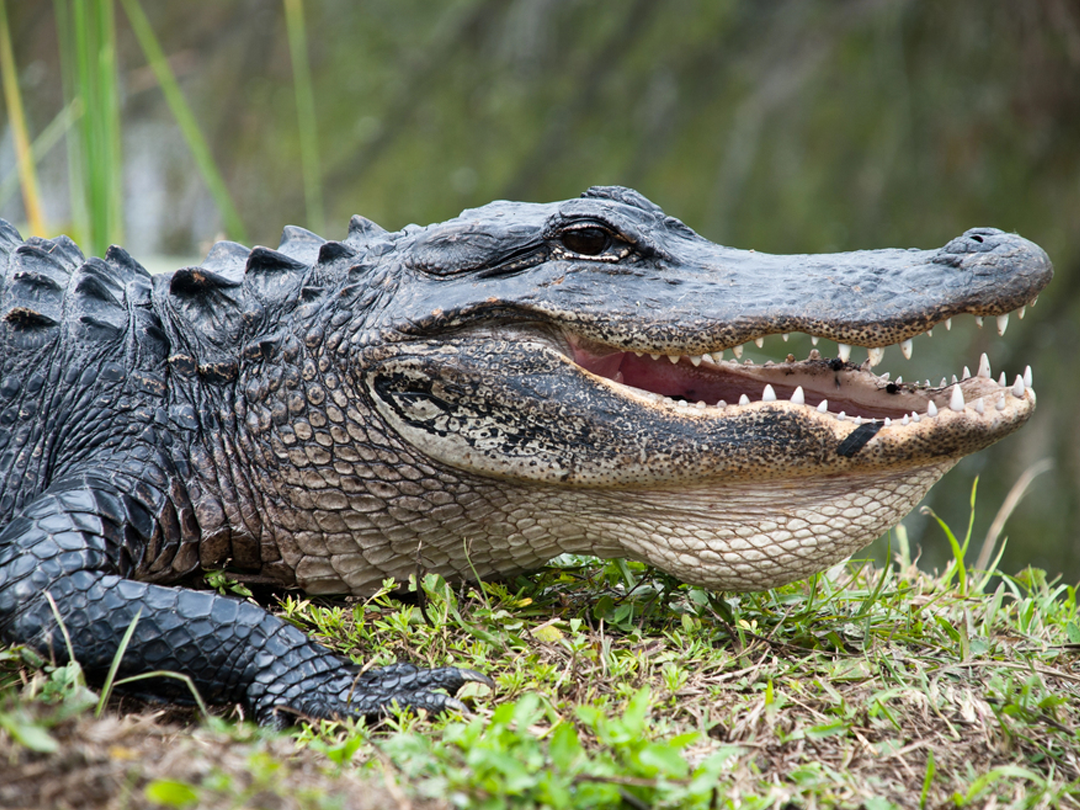 A Guide To Alligator Hunting In Florida
