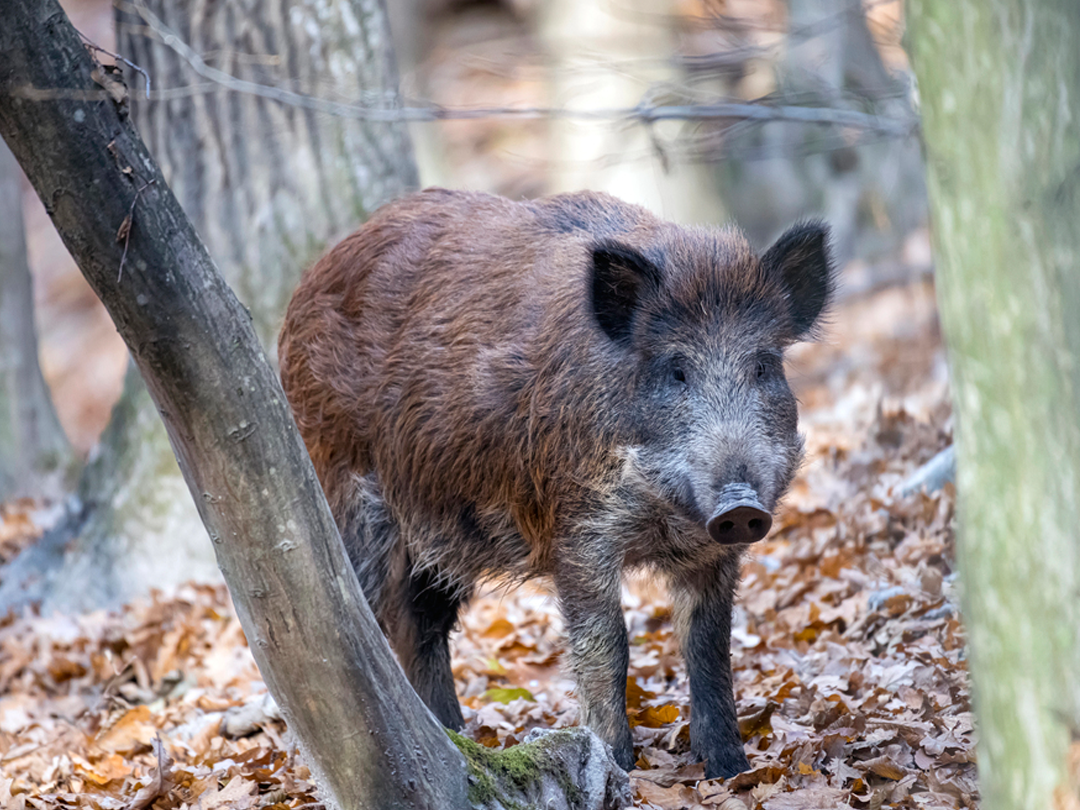 A Quick Guide To Hog Hunting