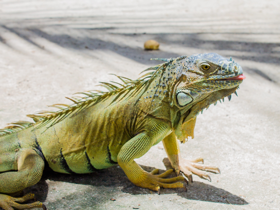 Florida Iguana Hunting Guide: Everything You Need To Know