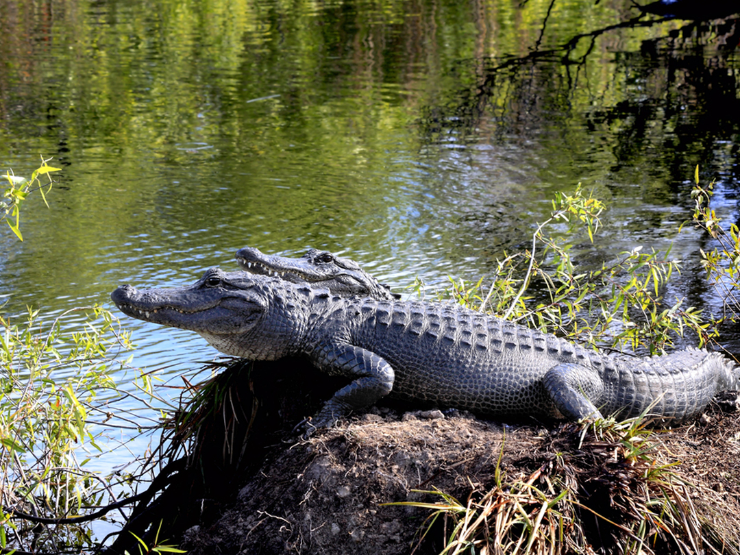 What Caliber Rifle Do Alligator Hunters Use And Why?