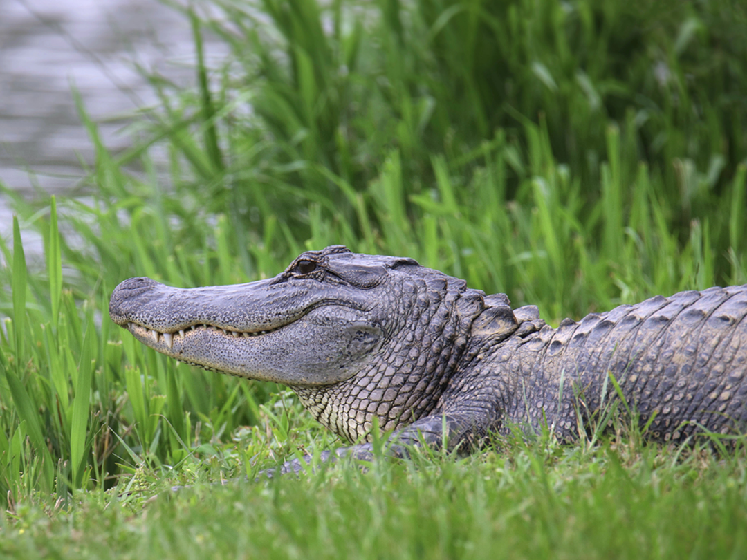 Why Is Alligator Hunting Legal?