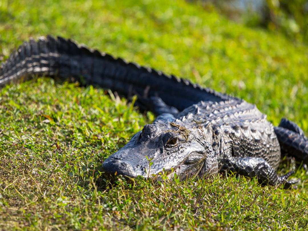 A Guide To Florida's Gator Hunting Season