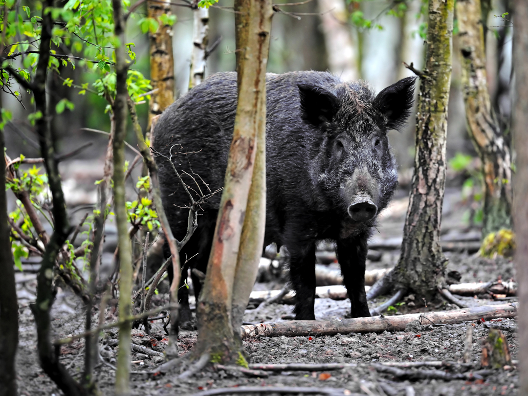 Guided Wild Boar Hunts