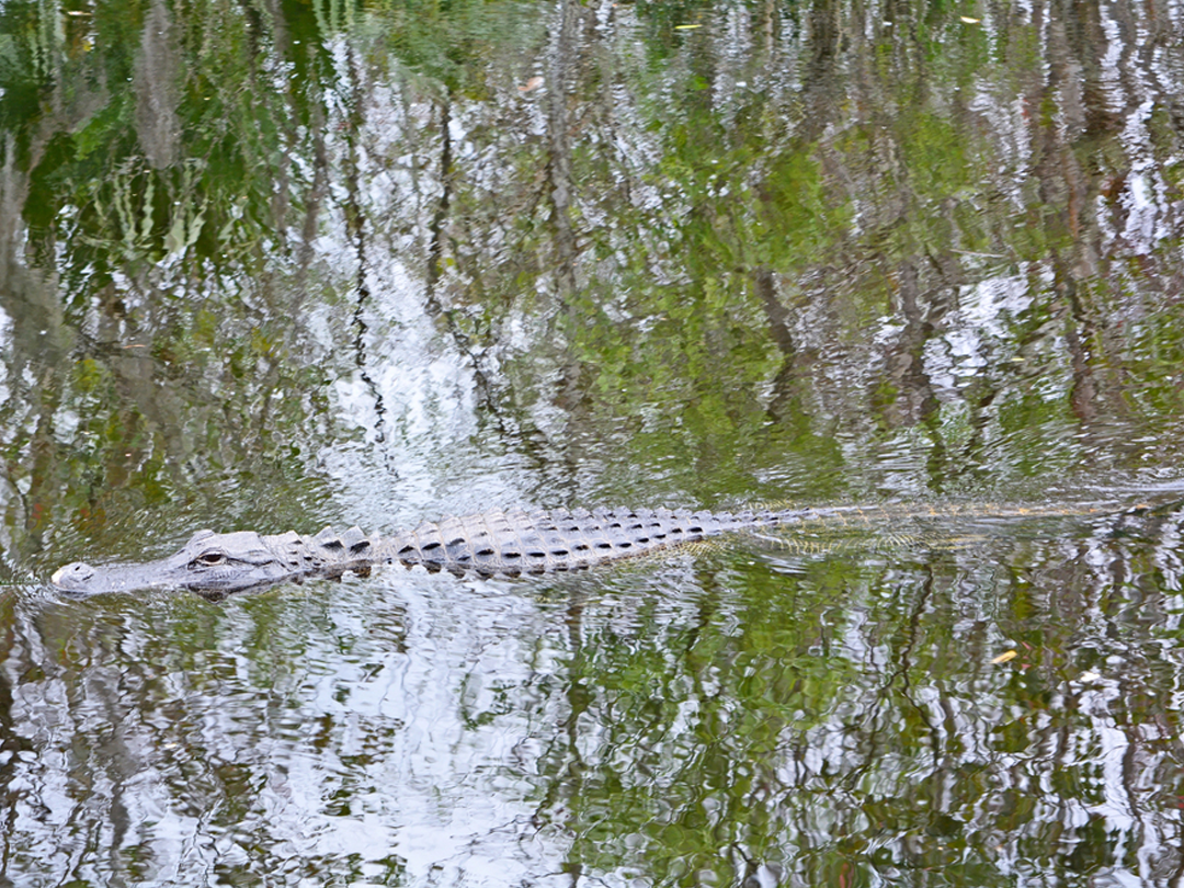How Alligator Hunters Get Their Hooks Back, And Other Hunting Tricks