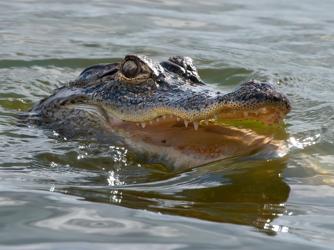 How Long Is Alligator Hunting Season In Florida?