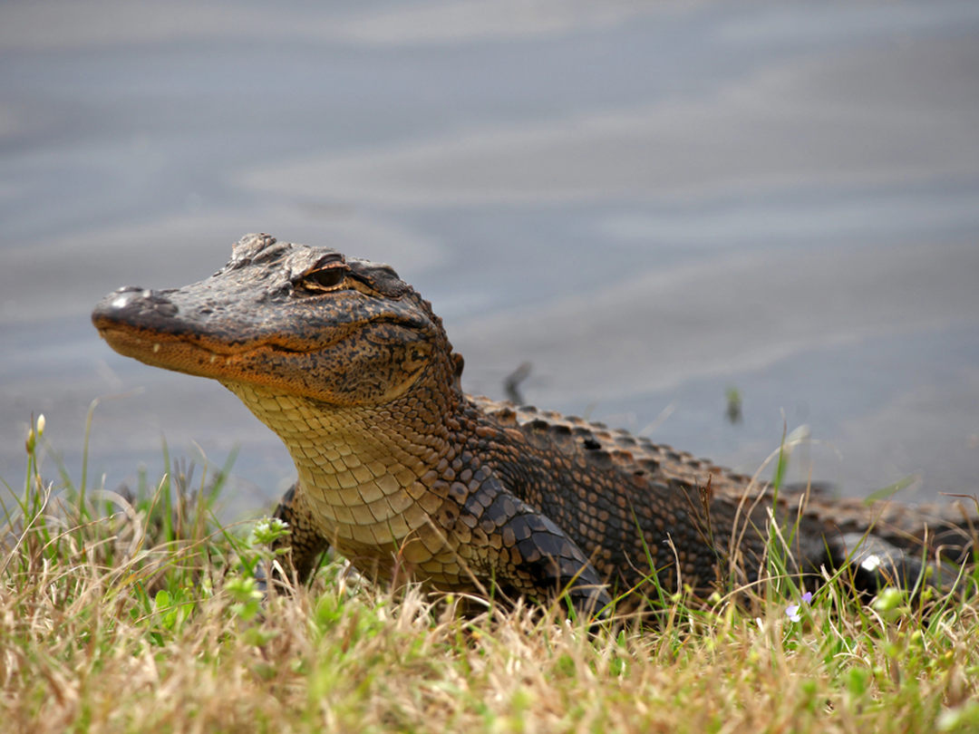 How Many Alligators Can You Hunt In Florida?