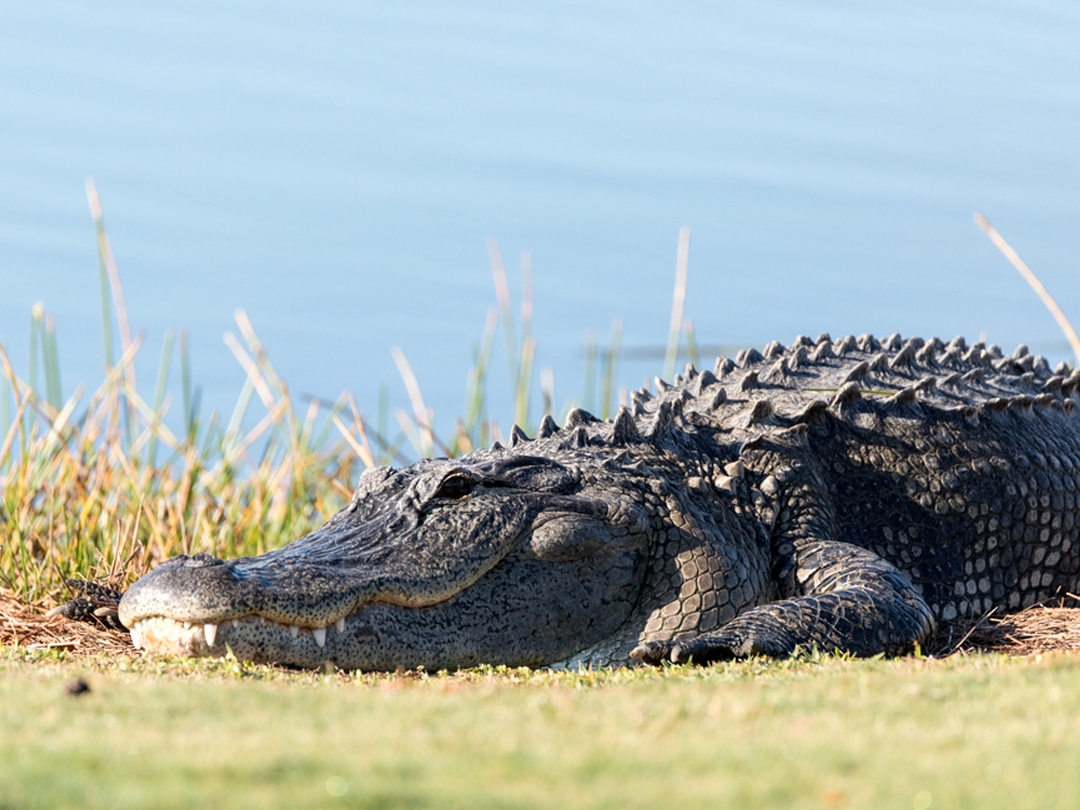The History Of Alligator Hunting: From Past To Present