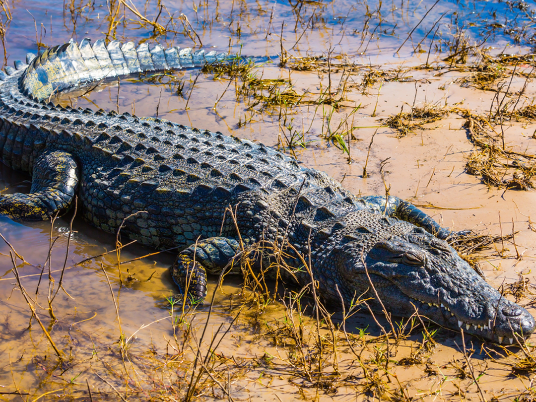 Understanding Florida Gator Hunting Laws And Season Dates