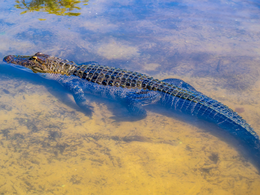 What To Bring For A 3-Day Alligator Hunt In Florida: Gear And Safety Essentials