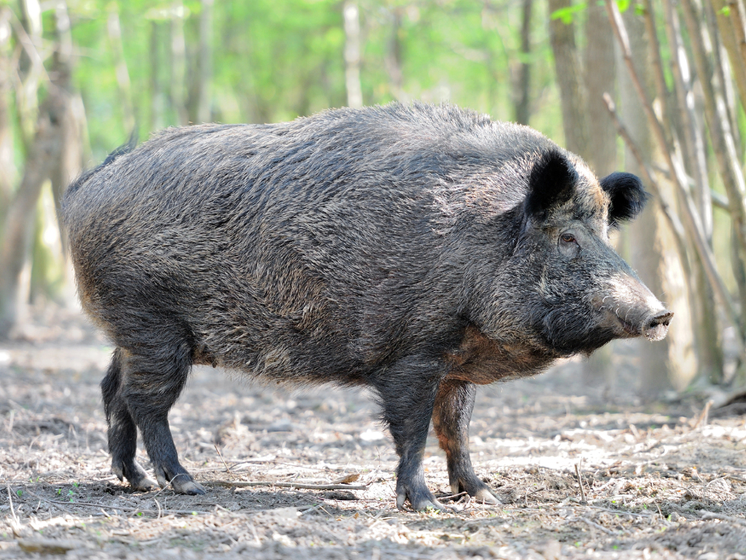 When Is Hog Hunting Season In Florida?