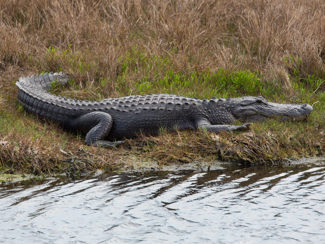 10 Essential Gator Hunting Rules: Regulations And Guidelines You Need To Know