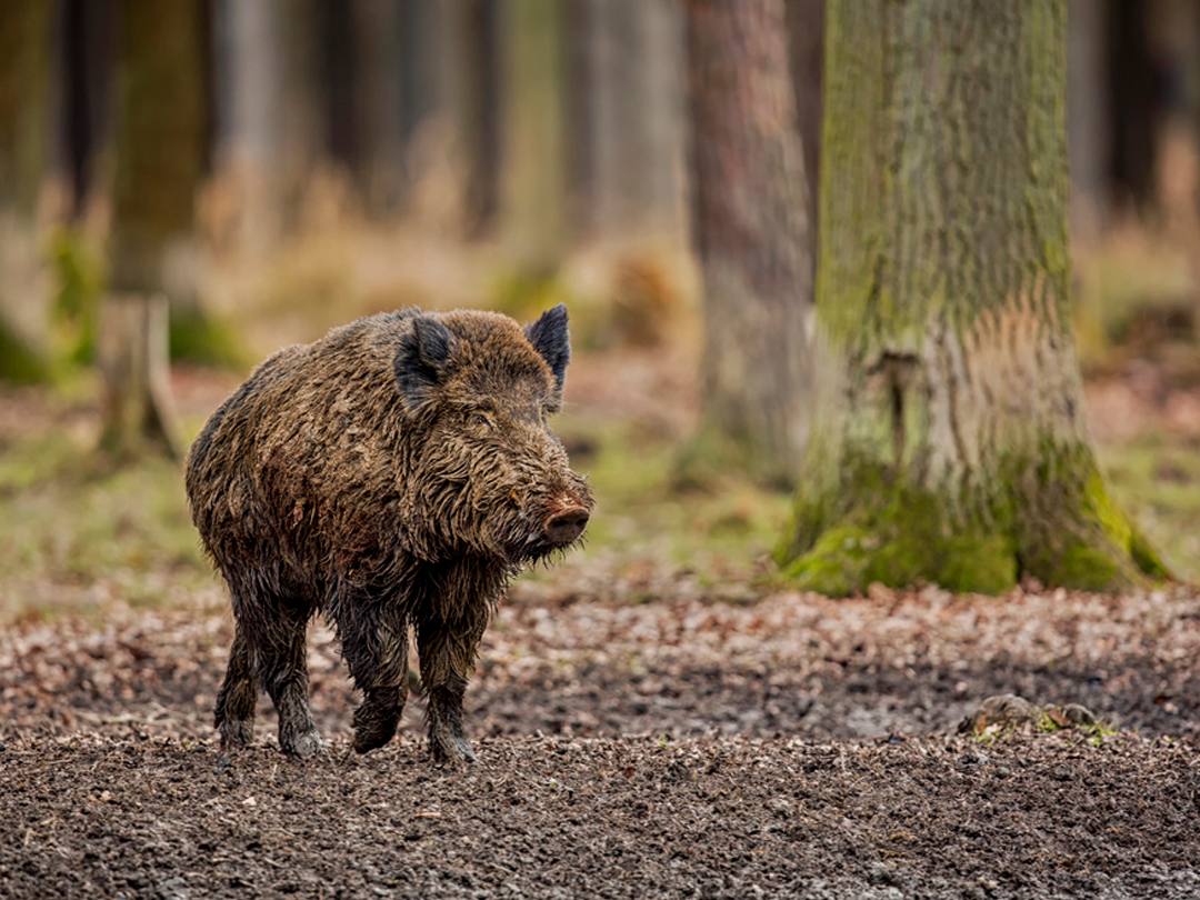 12 Essential Hog Hunting Tips For Beginners And Experienced Hunters