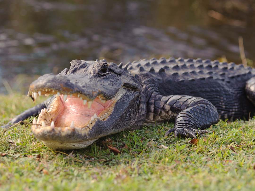 6 Florida Alligator Hunting Techniques For Beginners