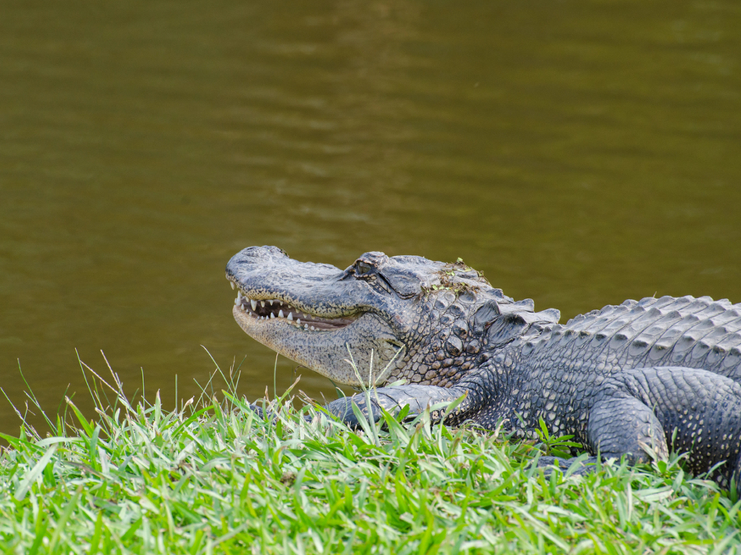 6 Gator Hunting Tips: Proven Tactics For A Safe And Successful Hunt In Florida