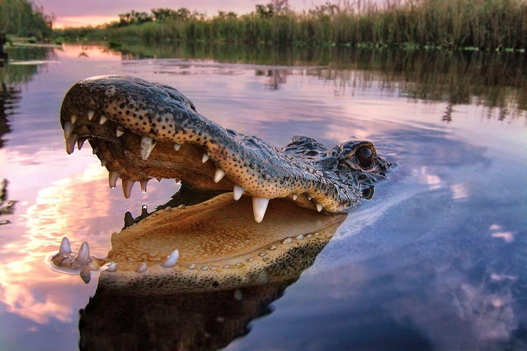 A close-up of an American alligator emerging from calm waters at sunset, with its mouth open revealing sharp teeth, set against a backdrop of a serene marshland with reflections on the water’s surface.