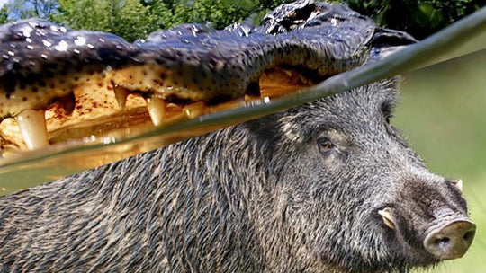 Alligator+Hog Combo Hunt - Trophy Gators