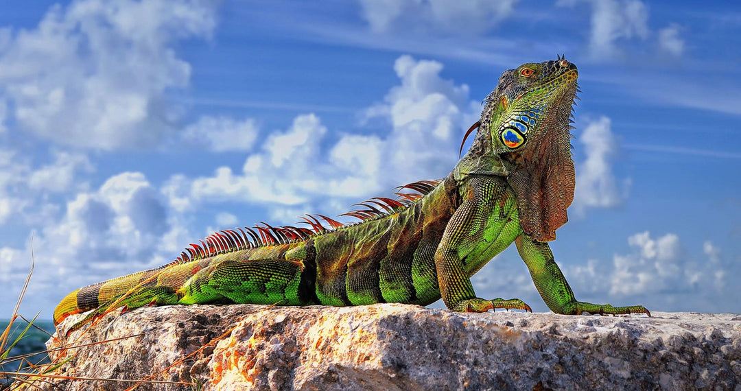 Iguana Hunt - Trophy Gators