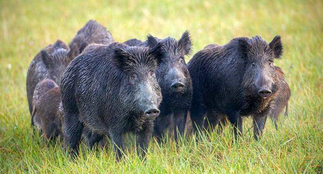 Hog hunt - Trophy Gators